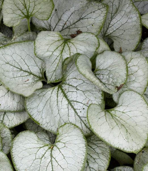 Brunnera macrophylla 'Looking Glass'